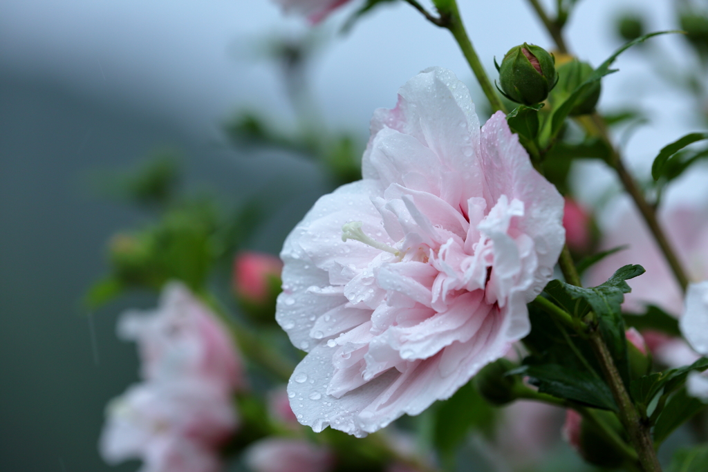 花の名前を間違えた〜