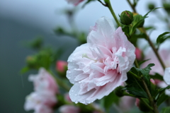 花の名前を間違えた〜