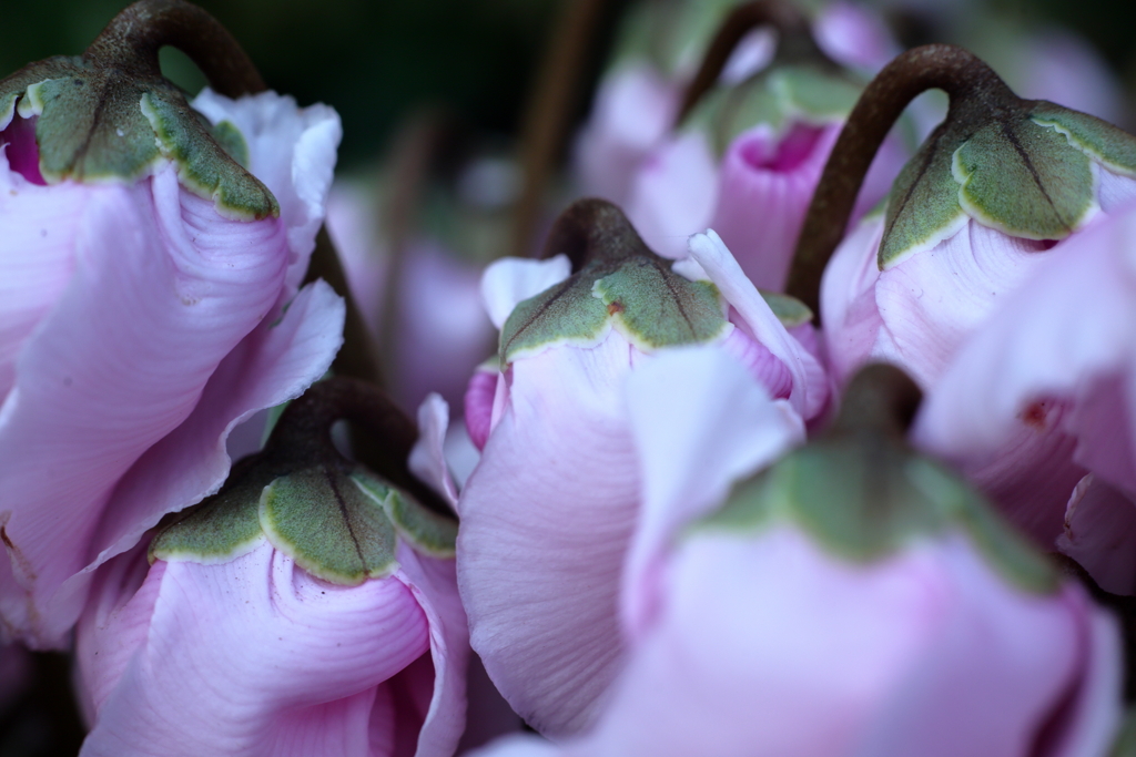 淡紫のドレープ