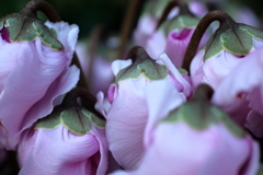 淡紫のドレープ