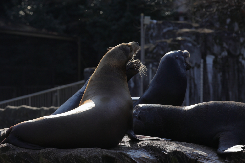 あれは何だ！鳥だ！飛行機だ！