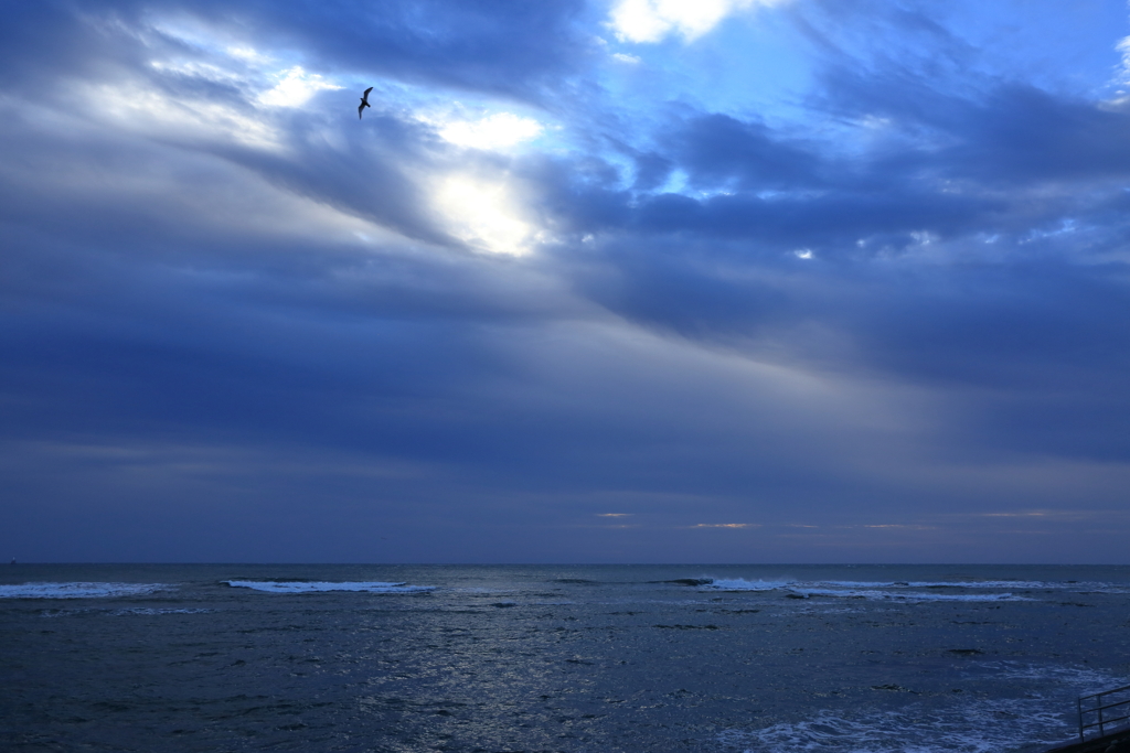 海の鼓動と、孤独な飛翔