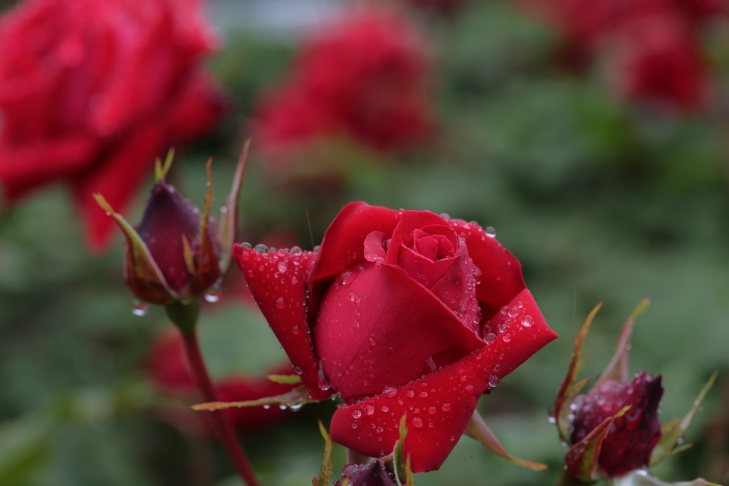 母の日に真っ赤な薔薇を①