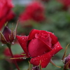 母の日に真っ赤な薔薇を①
