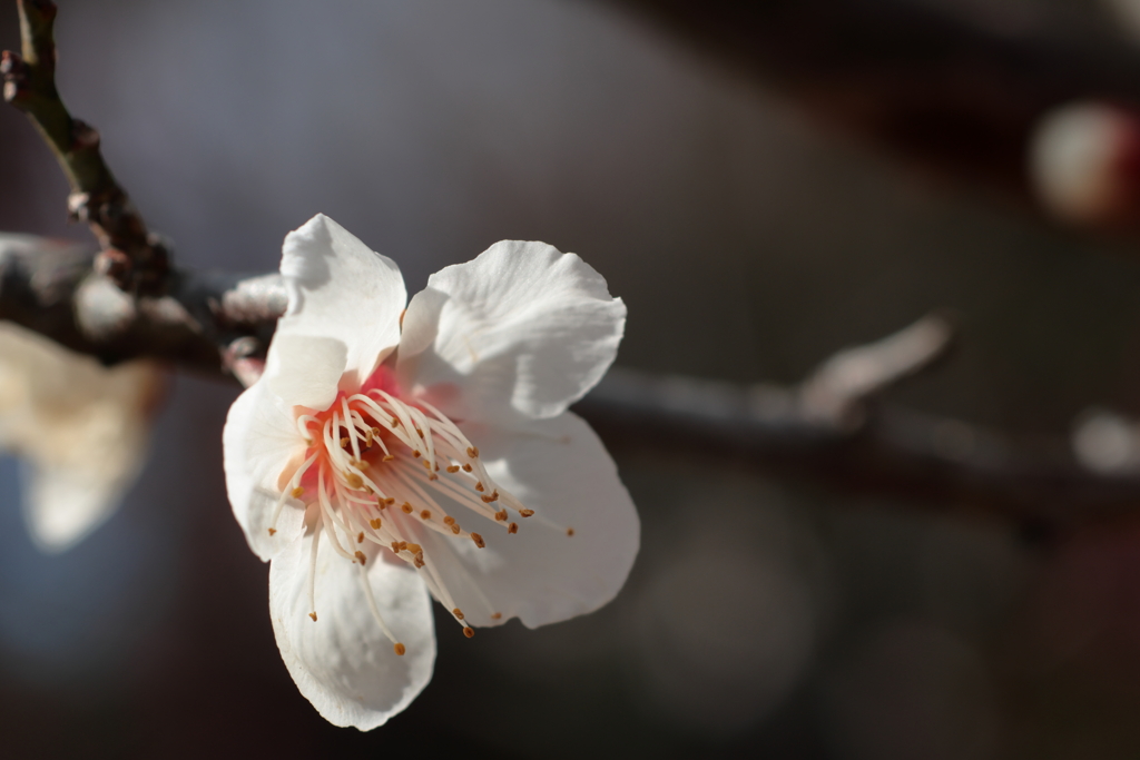 茶青花