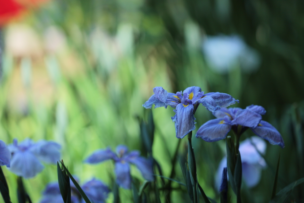 徳川園の花菖蒲②