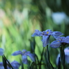 徳川園の花菖蒲②