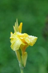 雨粒の重みに