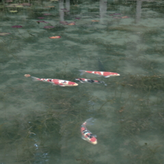 これがウワサのモネの池か〜！