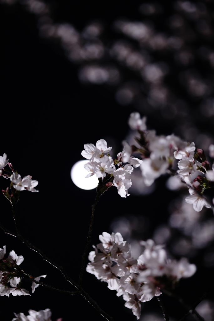 夜桜①