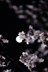 夜桜①