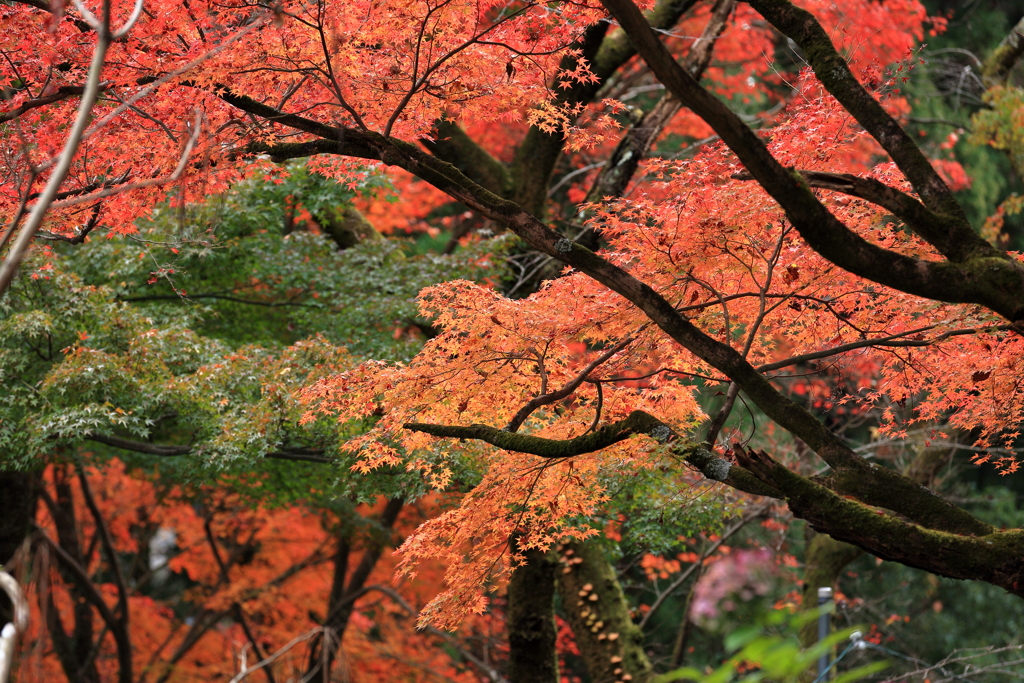 定光寺②