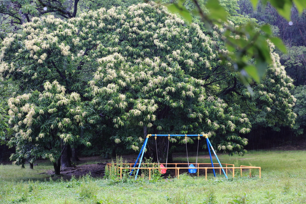 大きな栗の木の下で①