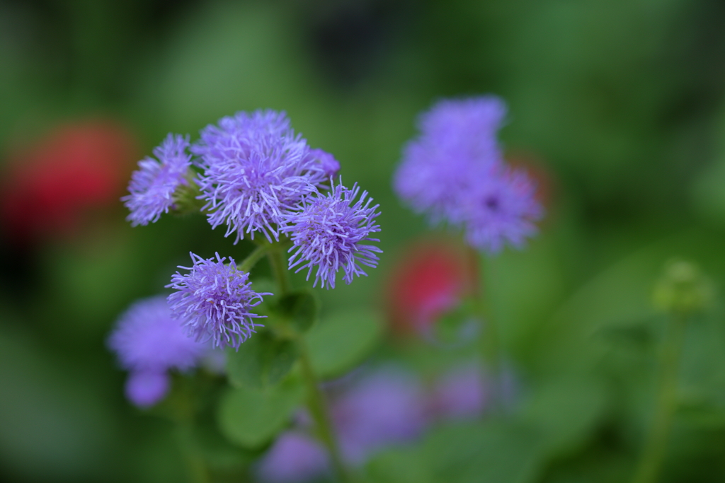 暑さの中で涼しげな花を見つけた