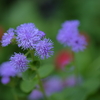 暑さの中で涼しげな花を見つけた