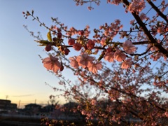 夕日に染まる河津桜②