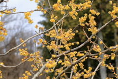 甘い香りに誘われて①