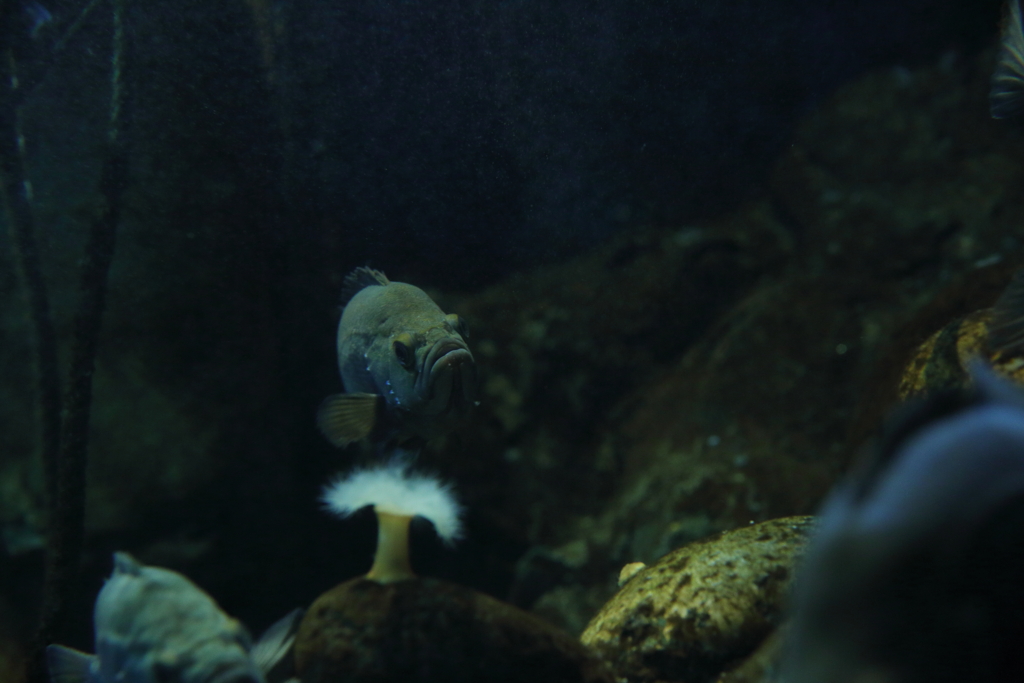 おたる水族館へ行って来た⑤