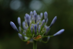 春日井緑化植物園にて②