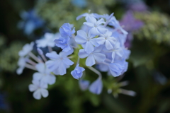 水色の花①
