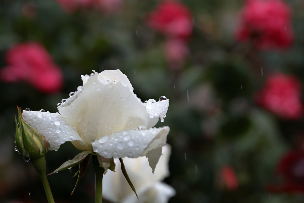 雨もまた楽し②
