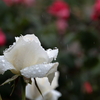 雨もまた楽し②