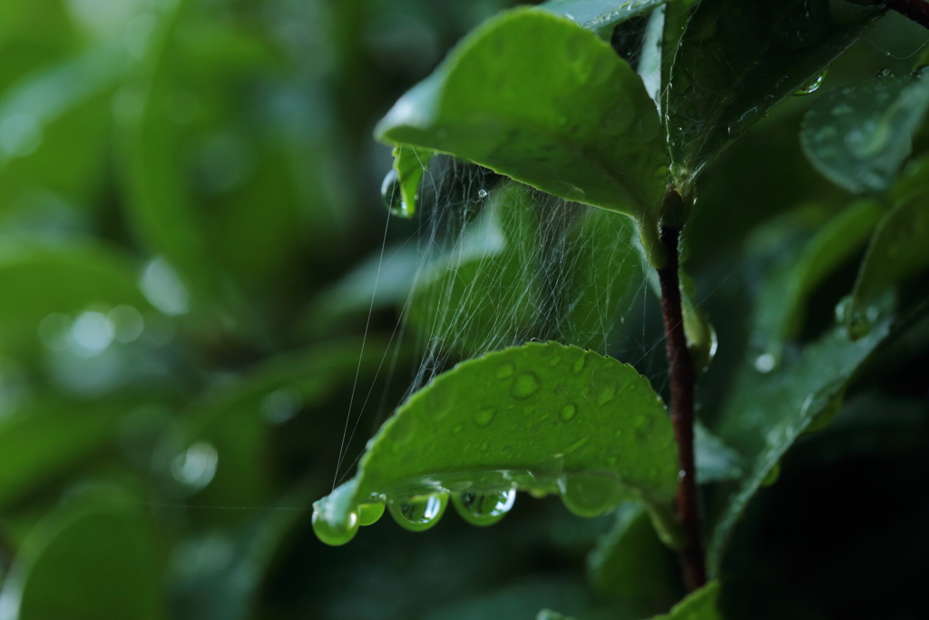 雨上がりの朝