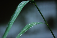 雨の日