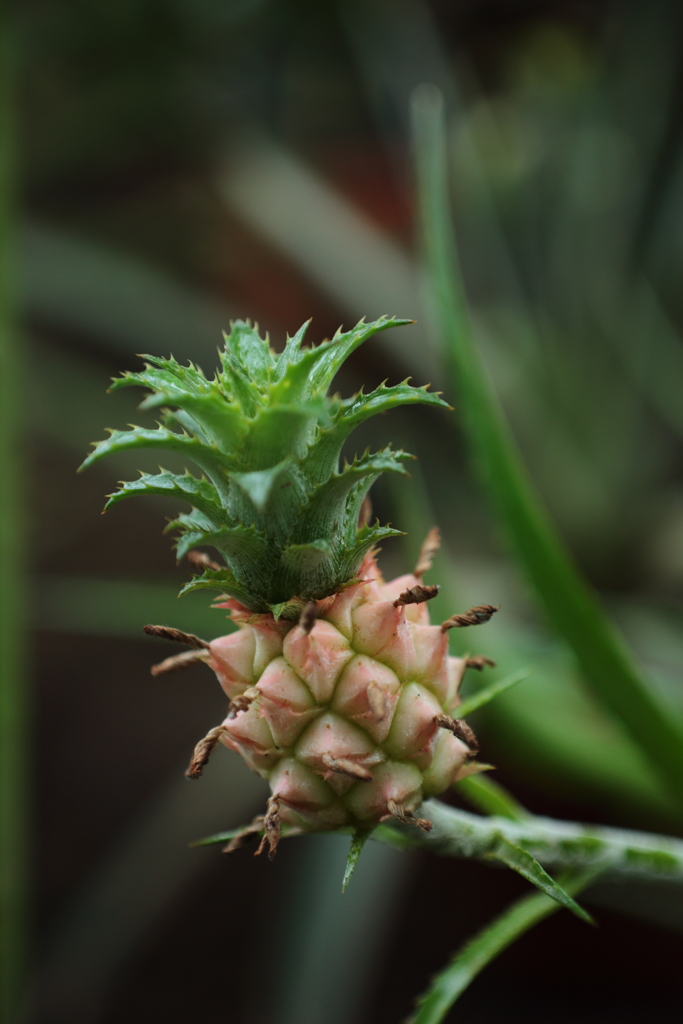 松ぼっくり＋りんご＝pineapple