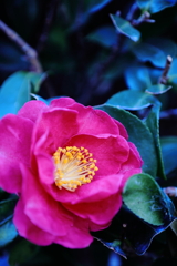 凛として春を待つ