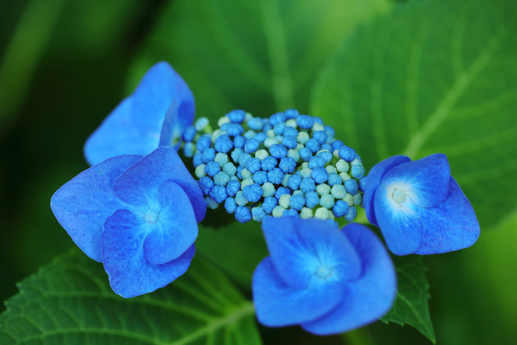 一輪の紫陽花にときめく②