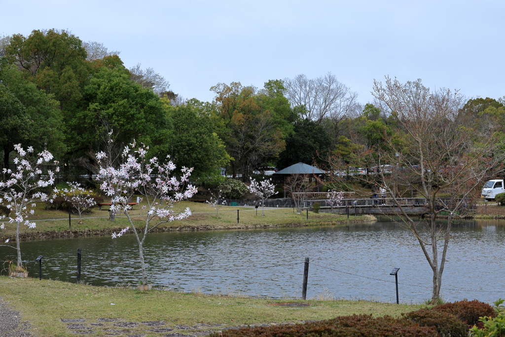 池ほとりに咲く