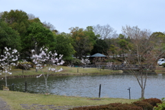 池ほとりに咲く