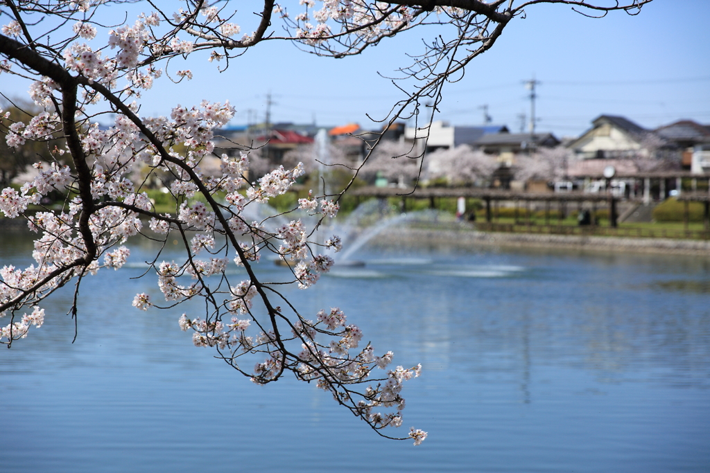 尾張旭・城山公園さくらまつり①