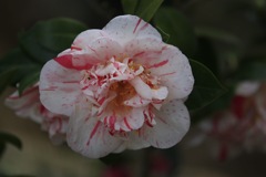 春日井市緑化植物園にて