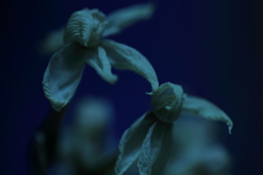 朽ちる①