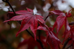 雨の日の赤色探し②