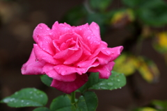 ７月の薔薇