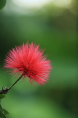 花フェスタ記念公園にて②