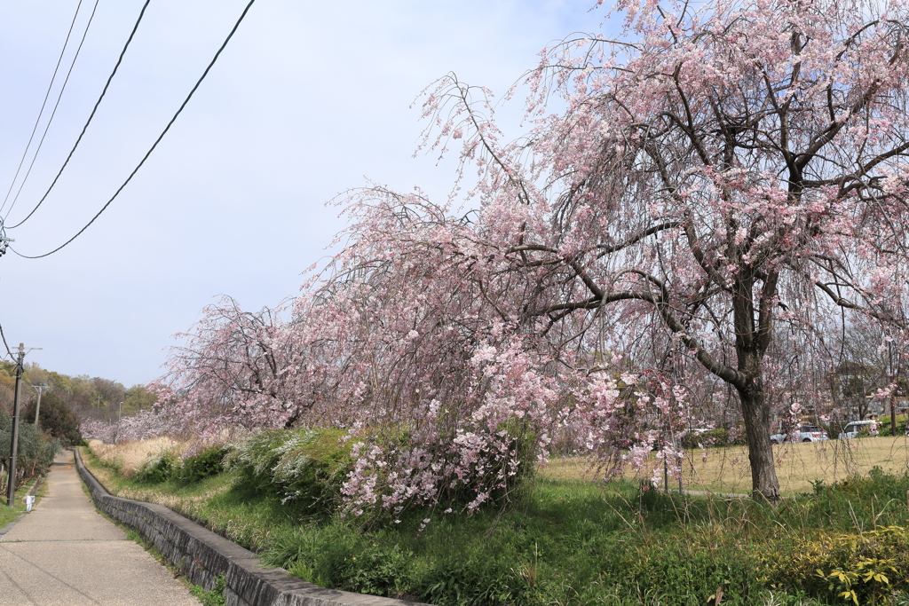 平和公園　枝垂れ桜②