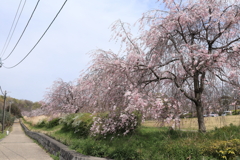 平和公園　枝垂れ桜②
