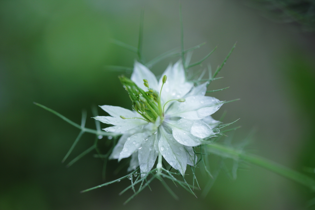 線香花火のような