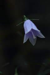 薄紫の世界①