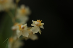花弁透き通る①