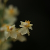 花弁透き通る①