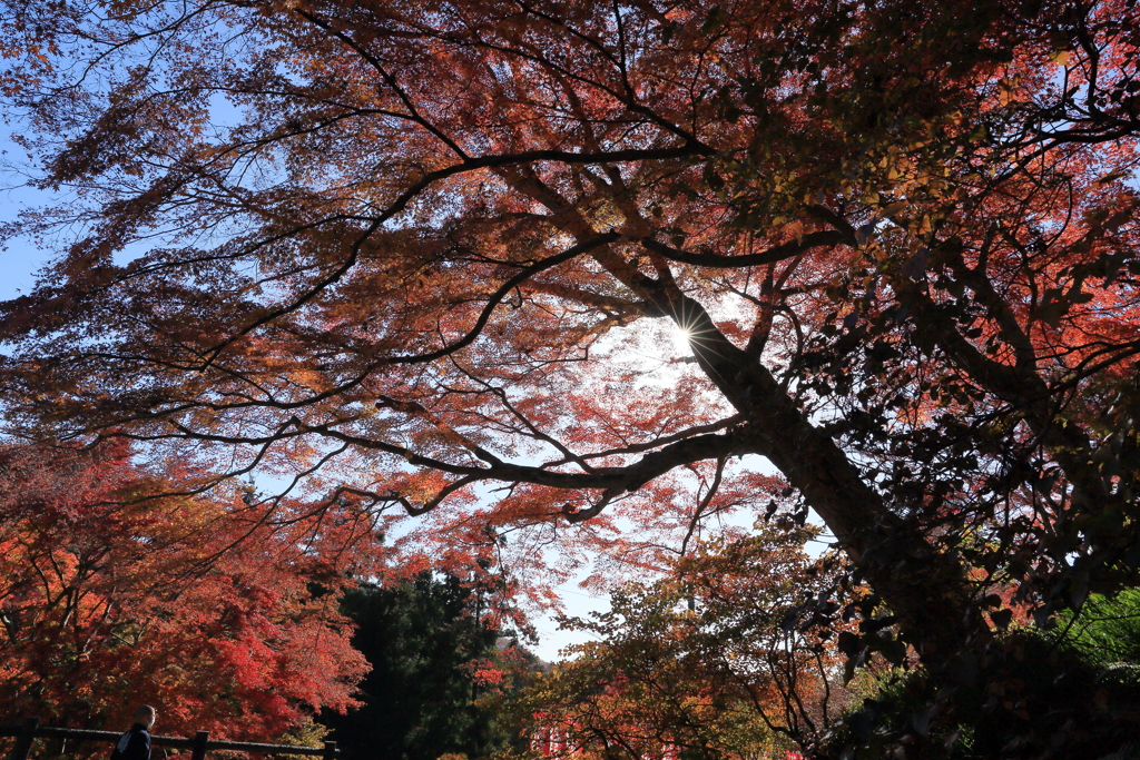 普門寺紅葉祭り①