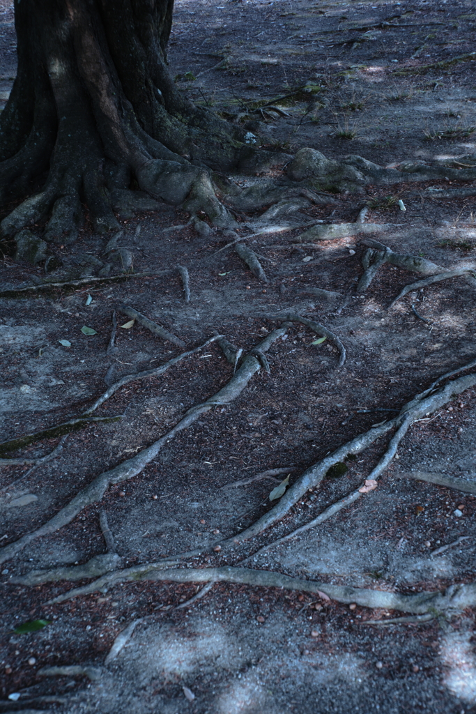 盤石 by Katocyan (ID:13398315) - 写真共有サイト:PHOTOHITO