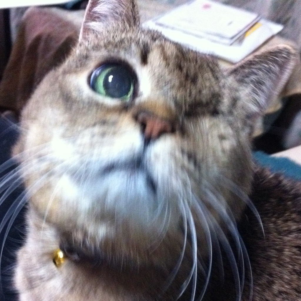 lucky cat
