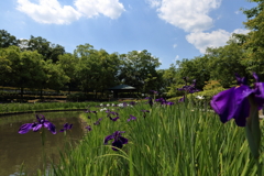 春日井市緑化植物園にて④