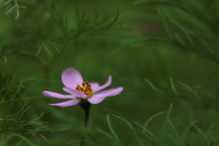 緑の中で舞う